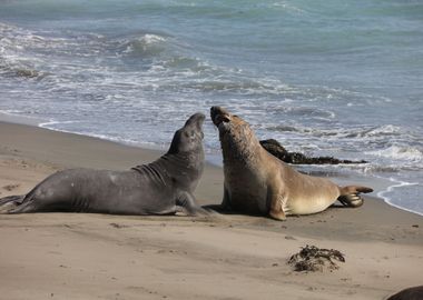 Elephant Seals