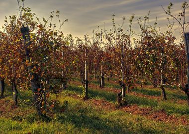 vineyard in autumn season