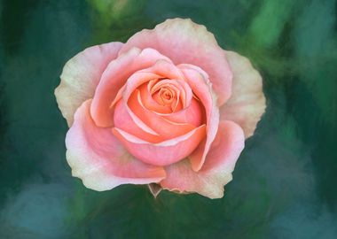 pink rose on texture 