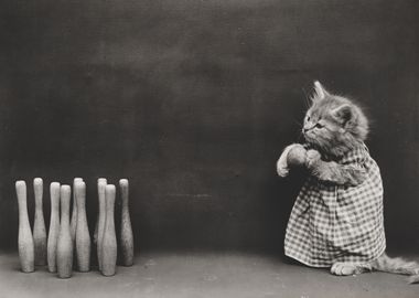 Bowling For Dollars Cat