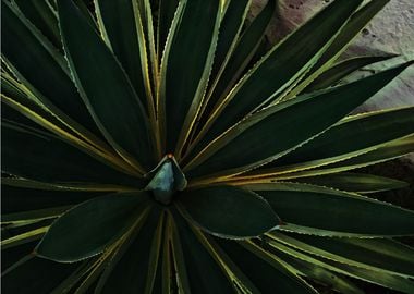 Agave cactus