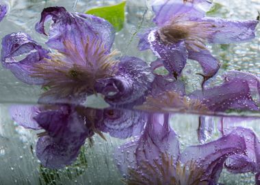 Clematis in ice 3