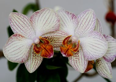 Orchid flower bloosoming