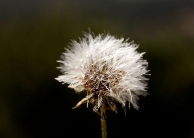 Taraxacum blow up flower