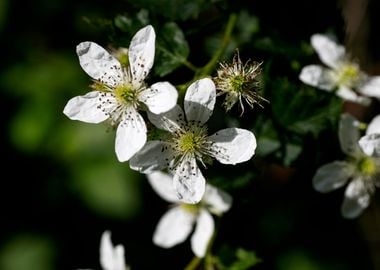 Rubus occidentalis flower