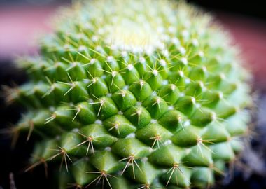 Cactus macro background