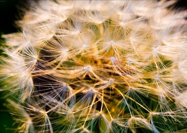 Taraxacum blow up flower