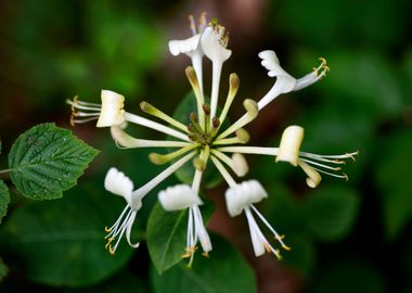 Lonicera etrusca santi