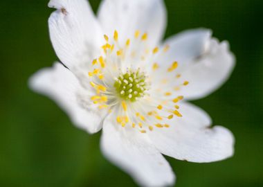 Anemone macro background