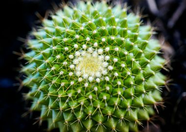 Cactus macro background