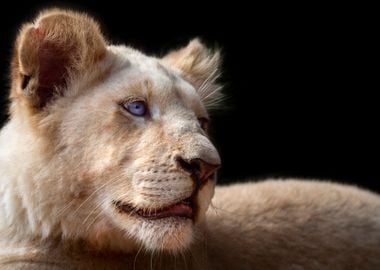 Kruger baby lion