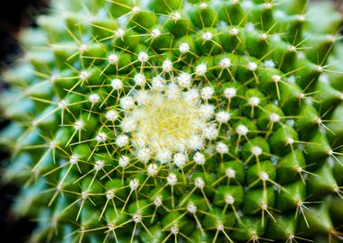 Cactus macro background