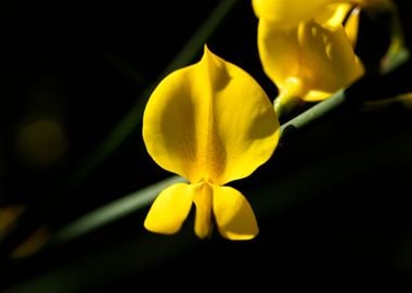 Cytisus flower Fabaceae