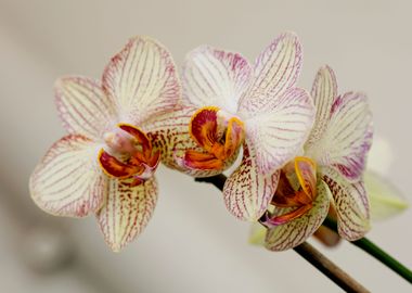 Orchid flower bloosoming