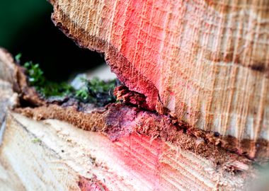 Wood macro trippy abstract