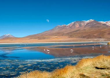 laguna canapa