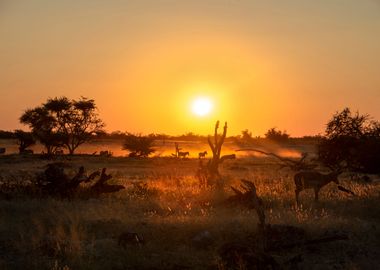 etosha sunset in namibia