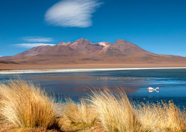 laguna canapa