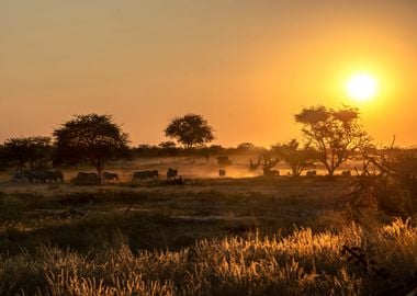 etosha sunset