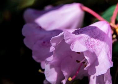 Dew on azalea flowers