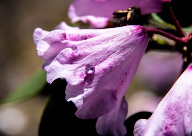 Dew on azalea flowers