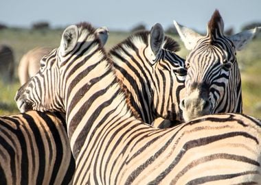 zebra herd