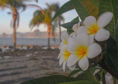 PLUMERIA FLOWERS