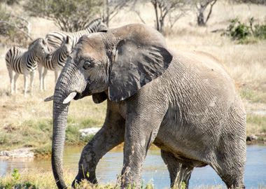 elephants