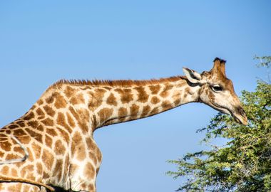 giraffe feeding 