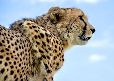 Cheetah