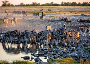 zebras in the sunset