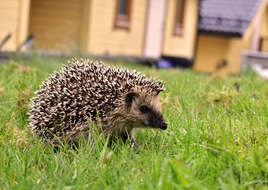 Garden guardian 