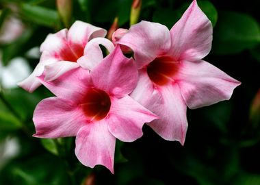 Mandevilla pink flower 