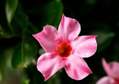 Mandevilla pink flower 