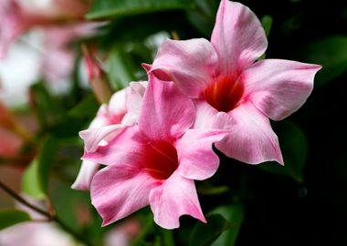 Mandevilla pink flower 