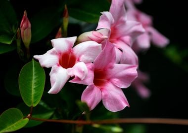 Mandevilla pink flower 