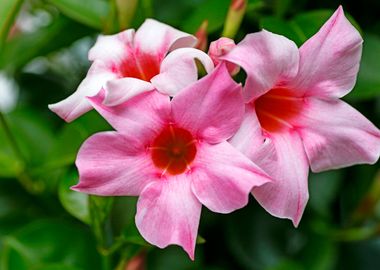 Mandevilla pink flower 