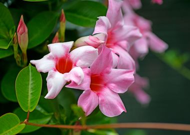 Mandevilla pink flower 