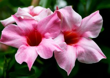 Mandevilla pink flower 