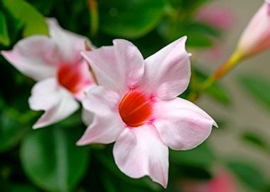 Mandevilla pink flower 