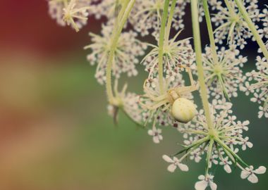 White Crab Spider