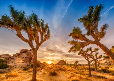 Joshua Trees at Sunset 