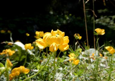 alpine flowers 13