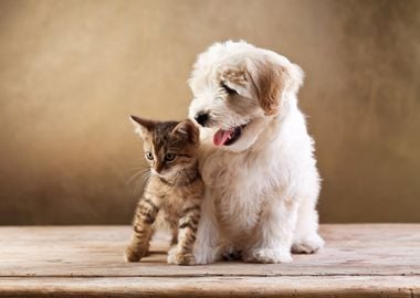 Cat and Dog