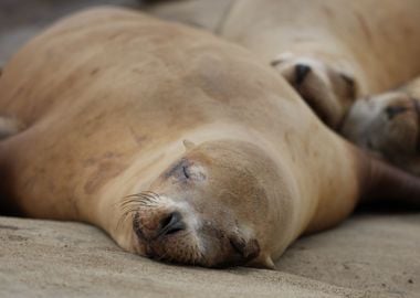 California Sea Lion