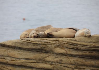 California sea lions