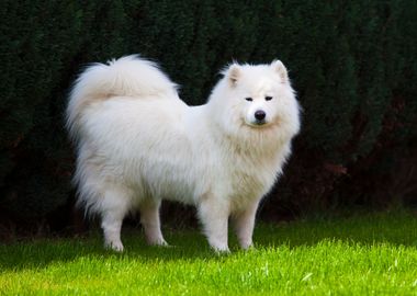 SAMOYED Dog