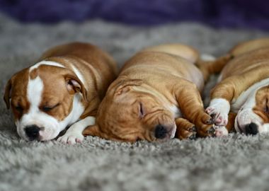 Cute sleeping baby puppies