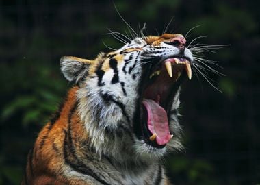 Tiger roaring