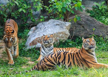 Tigers in the forest